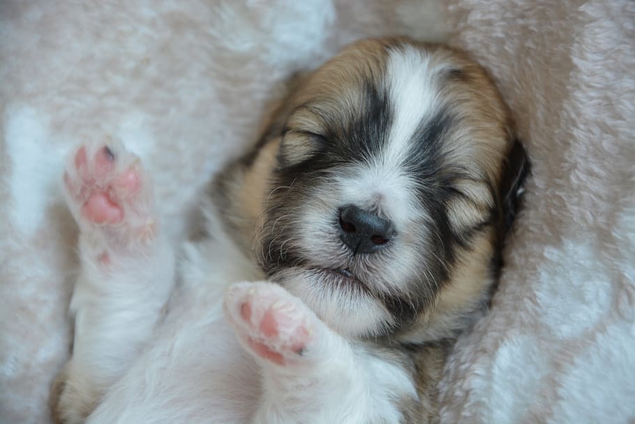 puppy, puppy sleeping, baby dog, adorable, cute, domestic, pets, mammal, domestic animals, one animal