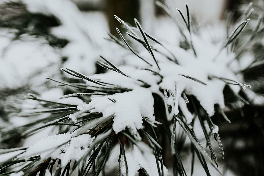 close-up, nevado, árvores, folhas, árvore, pinho, galho, filial, geada, inverno