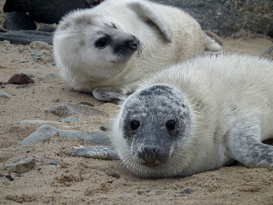 seals, seal, sea, mammal, nature, cute, animals, beach, wildlife, seal puppies