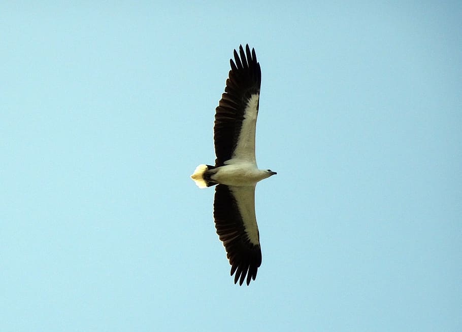 pájaro, vientre blanco, águila marina, haliaeetus leucogaster, águila marina de pecho blanco, ave de rapiña, rapaz, águila, volando, accipitridae