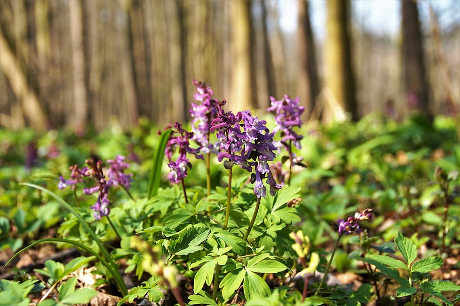 dymnivka hollow, purple, inflorescence, the floodplain, forest, the vegetation, wildly, the growing, flora, vernal