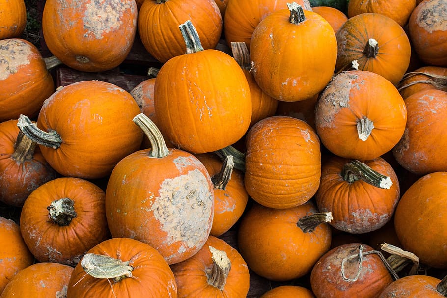 pumpkins, ingredient, ingredients, orange, pumpkin, vegetable, vegetables, food and drink, food, orange color