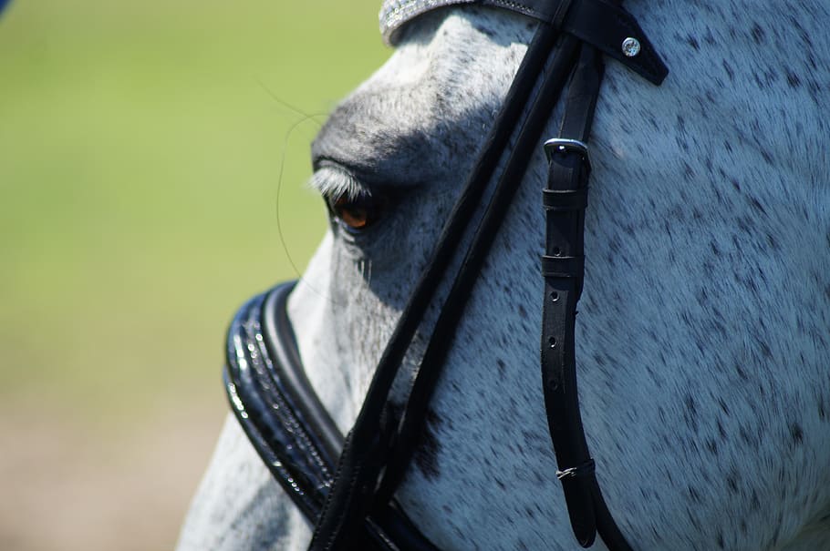 horse, bridle, dressage, gelding, riding, horses, outdoors, one animal, domestic animals, pets
