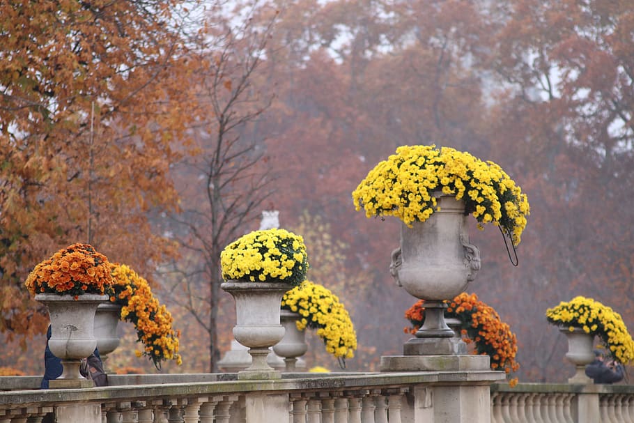 mums, flower pots stone, plants, beauty, flowers, november, fall, chrysanthemum, yellow, orange
