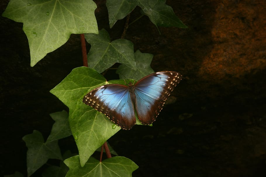 morpho, butterfly, blue, insect, nature, peleides, tropical, plant part, leaf, beauty in nature