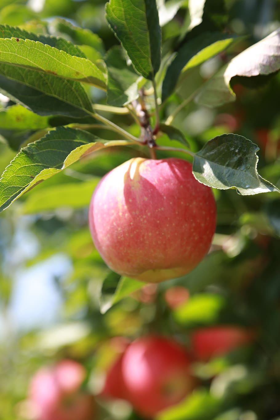 apel, pohon apel, buah, kebun, kayu, alam, merah, matang, dan, panen