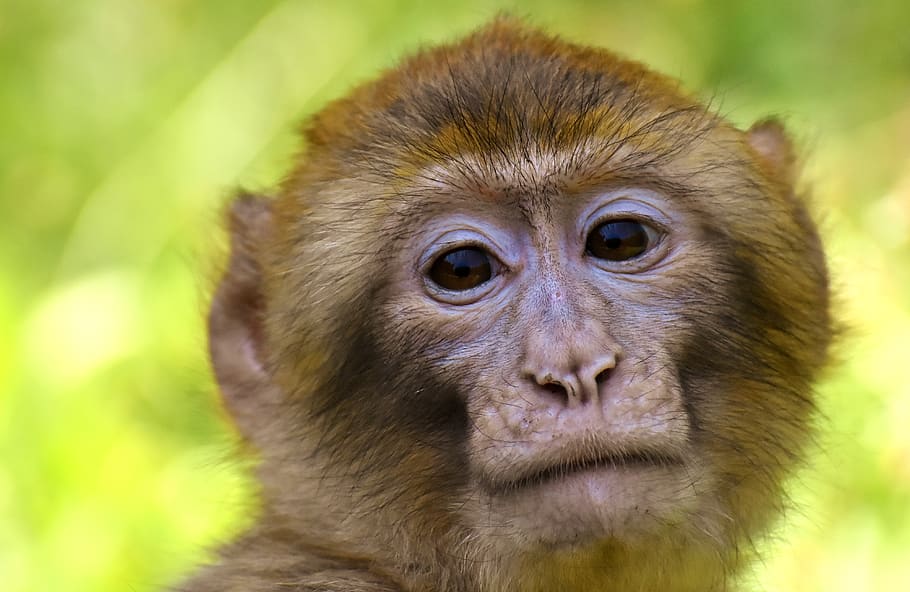 macaco em perigo, espécies ameaçadas de extinção, macaco salem, animal, animal selvagem, jardim zoológico, temas animais, animais selvagens, um animal, mamífero