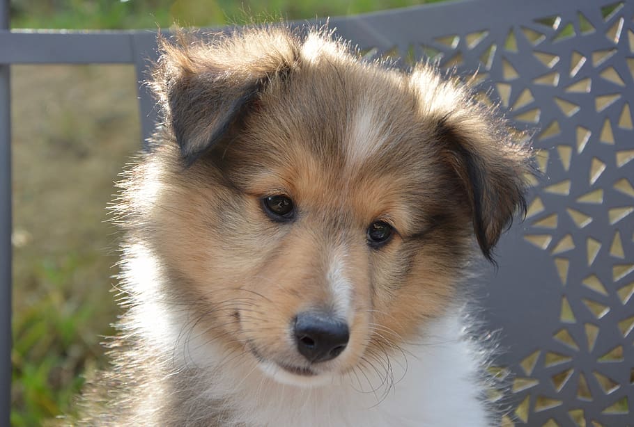 dog, bitch, shetland sheepdog oubie, color fawn with black overlay, dog portrait, brown eyes, puppy, pup, female, one animal