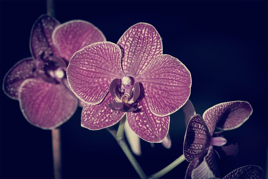 orchid, flower, blossom, bloom, purple, dusky pink, plant, close up, orchid flower, exotic