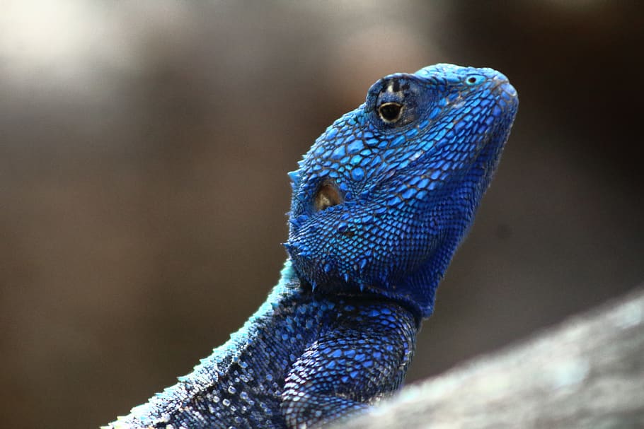 reptile, blue headed lizard, wildlife, iguana, one animal, animal themes, animal, animal wildlife, close-up, lizard