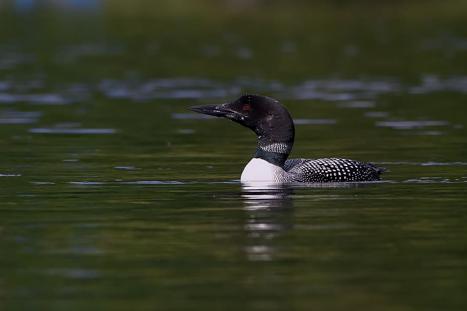 loon, water, nature, bird, waterfowl, feathers, aquatic, outdoor, common, wings