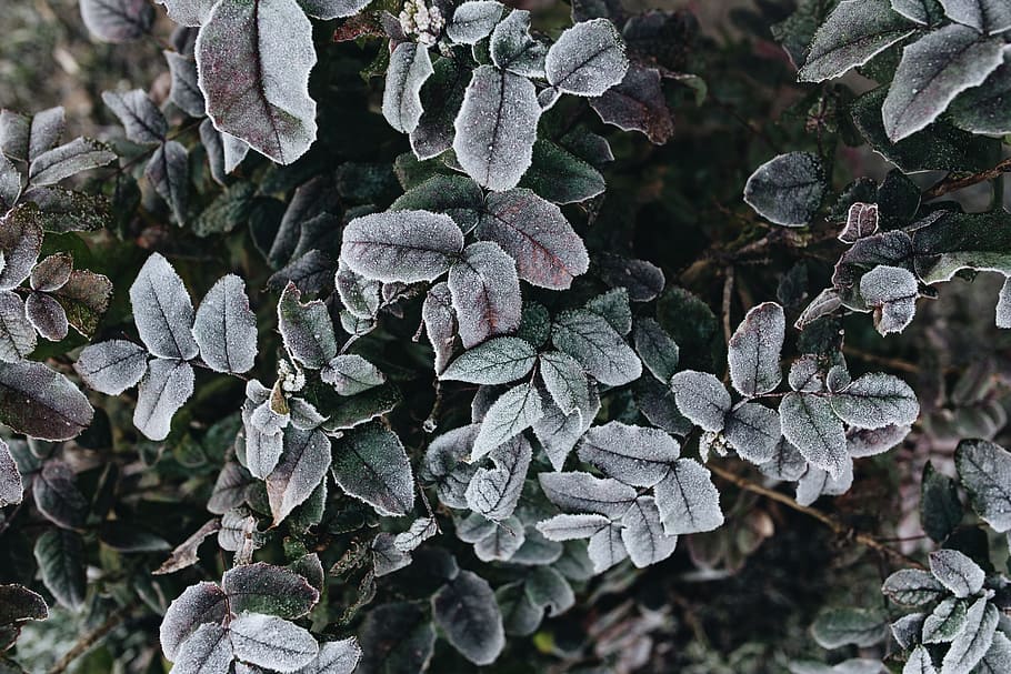 detail, leaves, covered, frost, closeup, nobody, nature, outside, leaf, winter