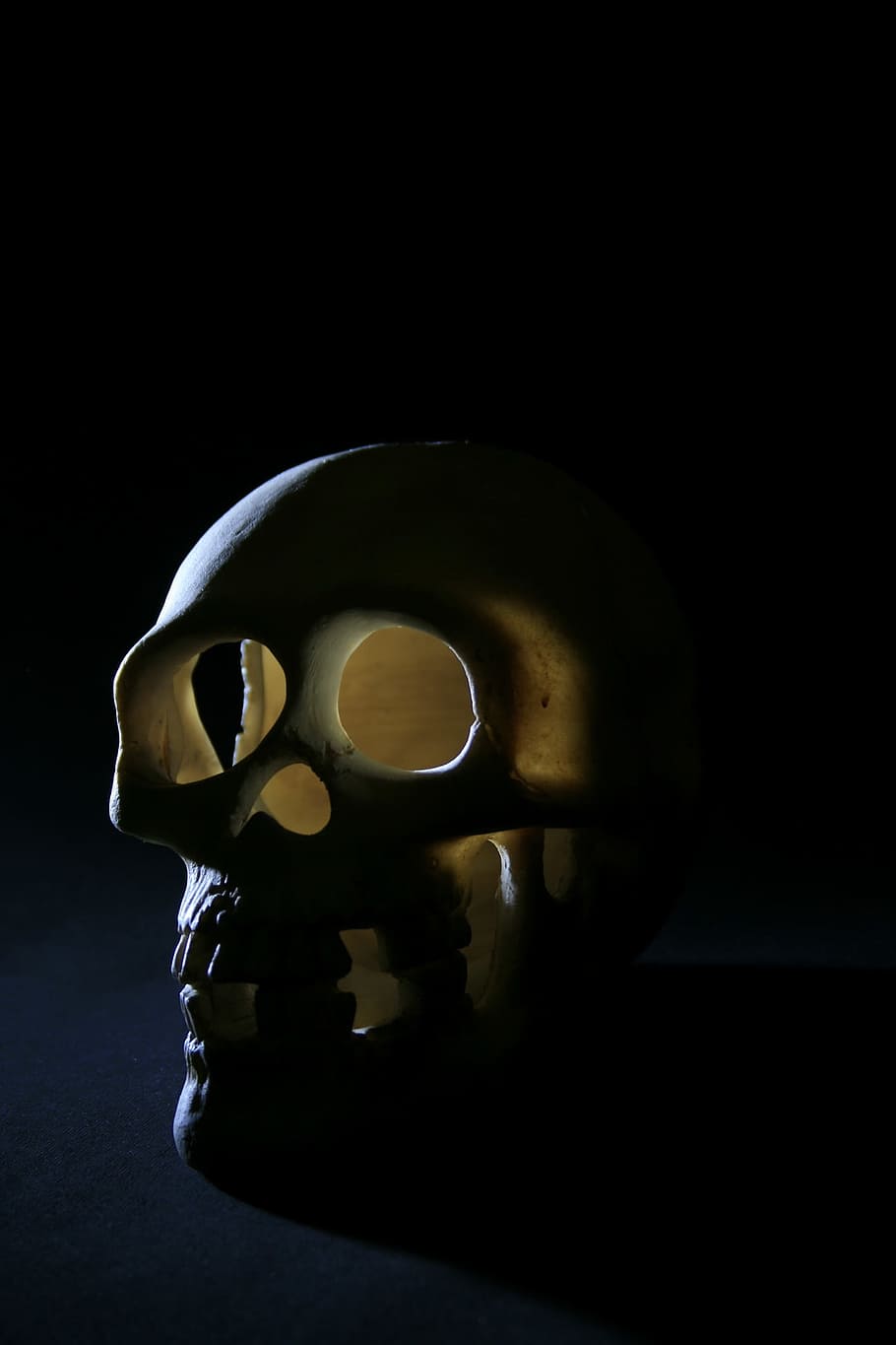 bone, close-up, death, head, old, one, skull, studio, studio shot, indoors