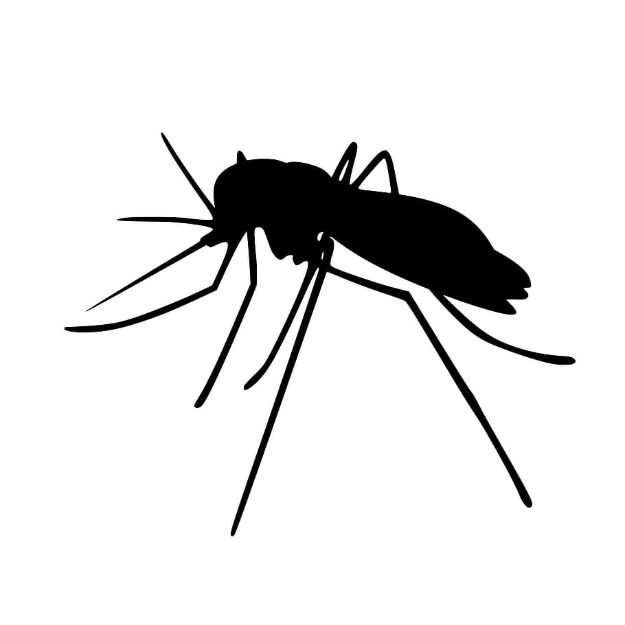 иллюстрация, силуэт комара, силуэт., комар, насекомые, силуэт, aedes, anopheles, биология, укус