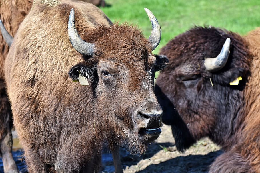 bisonte, búfalo, cuernos, bisonte americano, salvaje, ganado, carne de res, cabeza de bisonte, masivo, animal