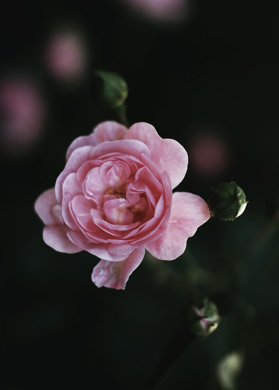 merah muda, daun bunga, bunga, blur, outdoor, tanaman berbunga, tanaman, keindahan di alam, mawar, kesegaran