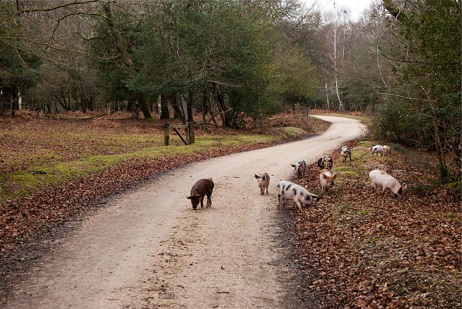 autumn, brown, country, gray, green, leaves, pigs, pink, roads, trees