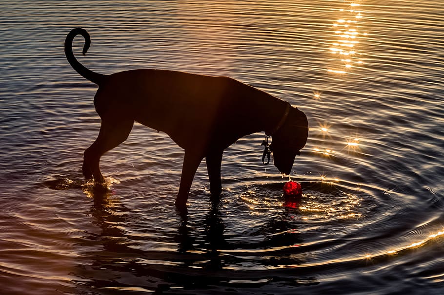 anjing, air, hewan peliharaan, bayangan hitam, malam, lucu, matahari terbenam, senja, refleksi, bermain