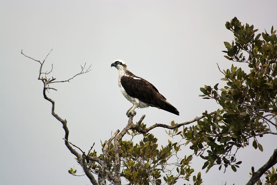 osprey, nudgee, brisbane, australia, black, white, bird, prey, feathers, fauna
