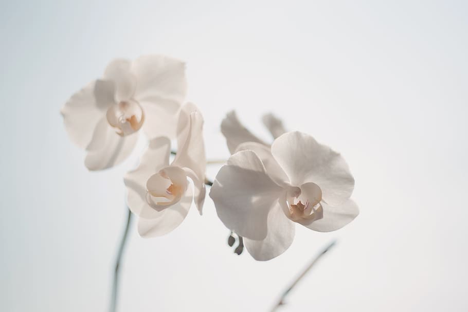 белый, орхидея, цветок, природа, красота, Студийный снимок, белый цвет, цветущее растение, растение, лепесток