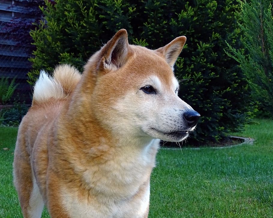 Dog Dog Head Light Brown Animal Portrait Shiba Pointed Ears Dog Look Pet Nature Japanese Spitz Pxfuel