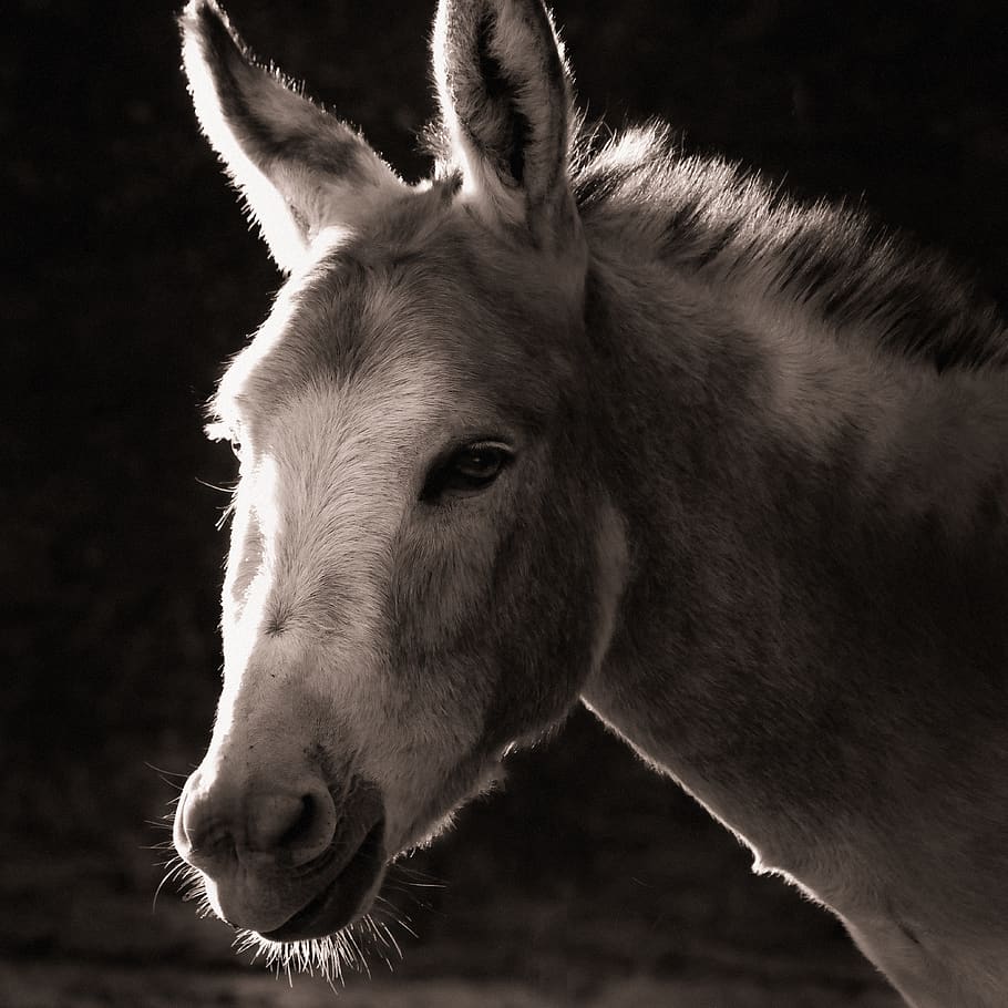 burro, casa, preto e branco, mula, cabeça, retrato, cavalo de trabalho, gado, mamífero, temas animais