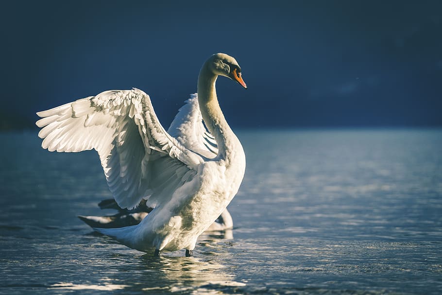 swan, beak, white, eyes, bird, water, river, lake, animal themes, animal