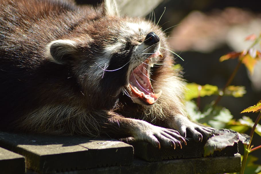 raccoon, yawn, teeth, animals, fur, eyes, head, zoo, nose, animal
