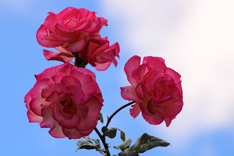 pink rose, rose, bloem, bloesem, bloeien, roze, roze roos, steeg, wolken, beauty in nature