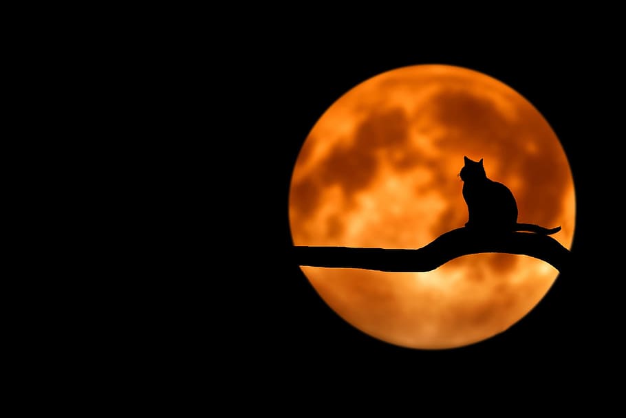 cat, animal, wild, nature, moon, fullmoon, night, dark, sky, silhouette
