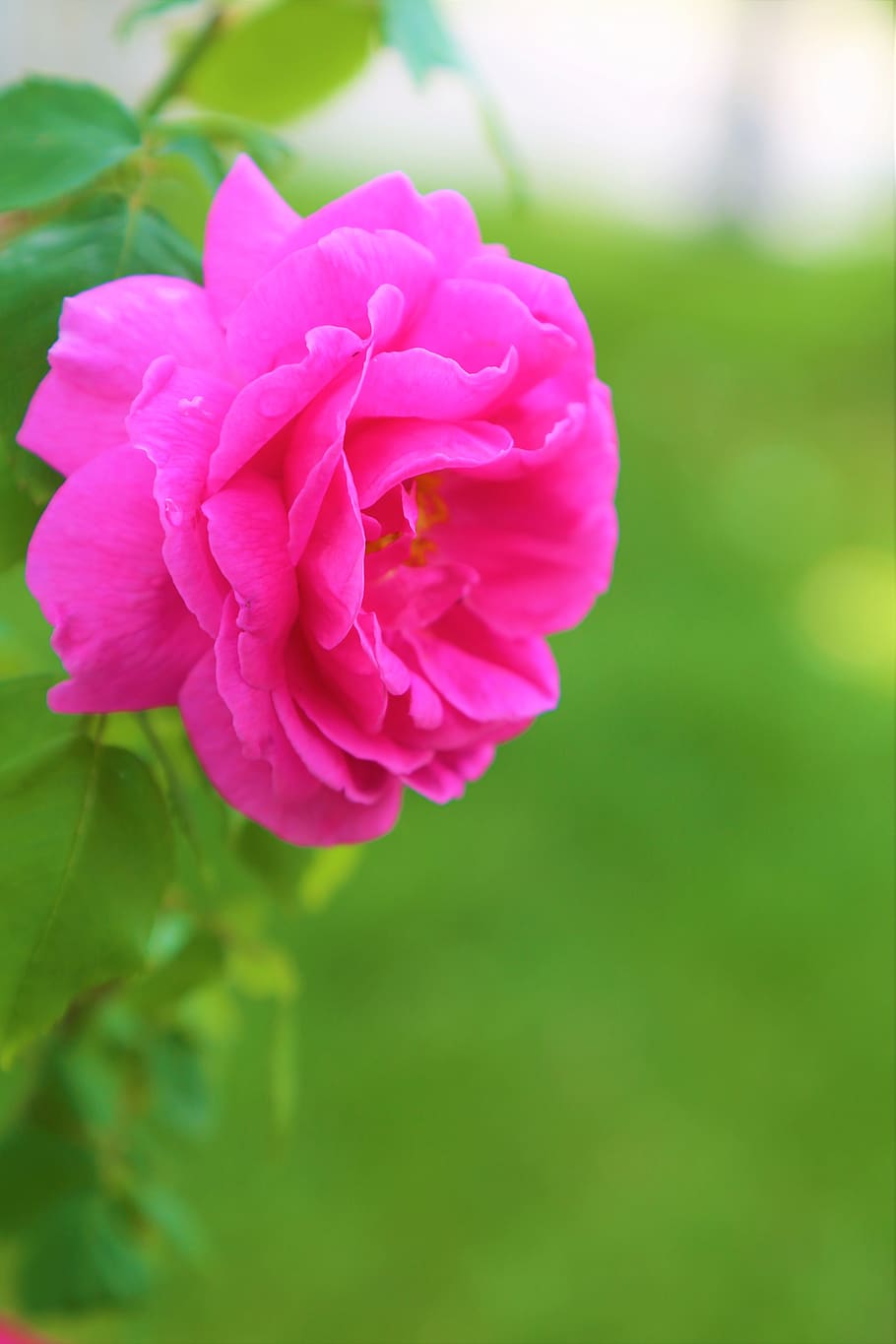 rosa, naturaleza, flor, planta, romántico, amor, jardín, belleza, rojo, árbol