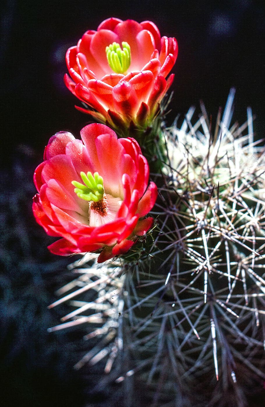 blooming, cactus, two, pink, flowers, beautiful, flower, garden, green, plant
