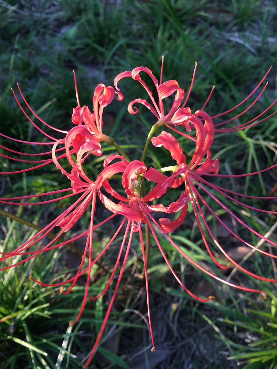 lycoris radiata, red spider lily, red magic lily, amaryllis, flower, forest, plant, growth, red, close-up