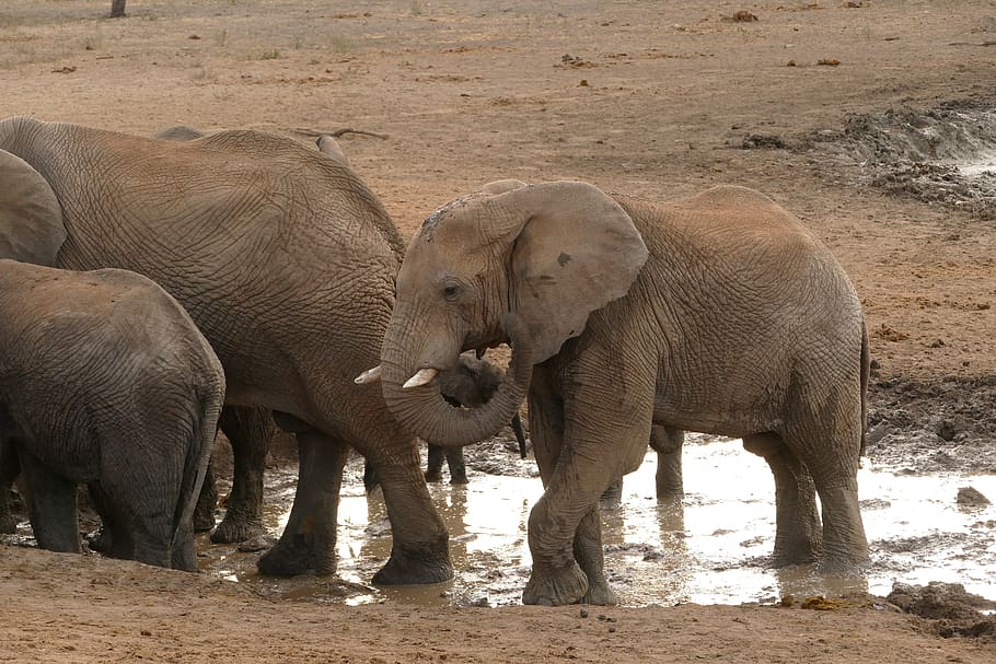 áfrica, elefantes, safari, viagens, ameaçadas de extinção, natureza, grupo de animais, animal, temas de animais, animais selvagens