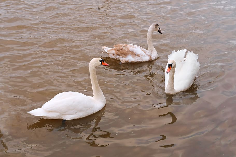 white, pond, swan, graceful, cygnus, nature, water, wild, animal, ducks