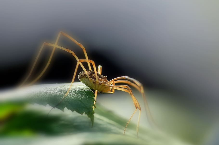spider, nature, insect, insects, animal, animal themes, invertebrate, animal wildlife, one animal, close-up
