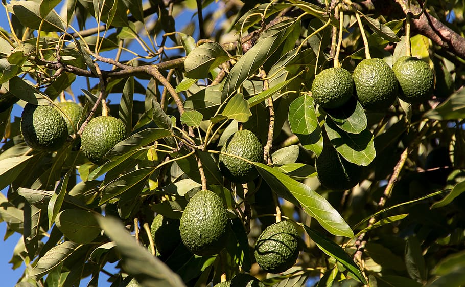 hass avocado, avocados, fruit, tree, green, growing, hanging, healthy eating, food, food and drink