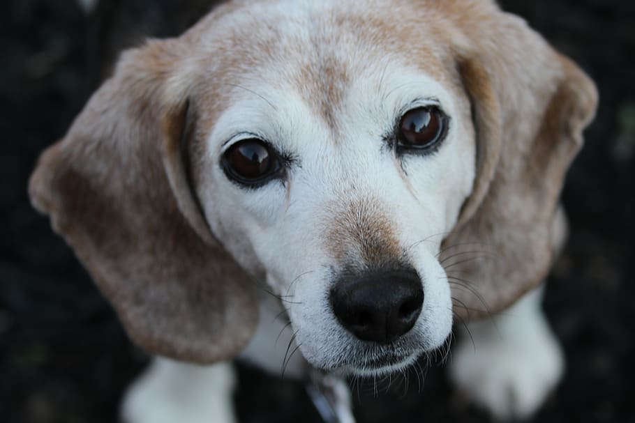 dog, beagle, cute, portrait, pets, animals, rescue, canine, sweet, one animal