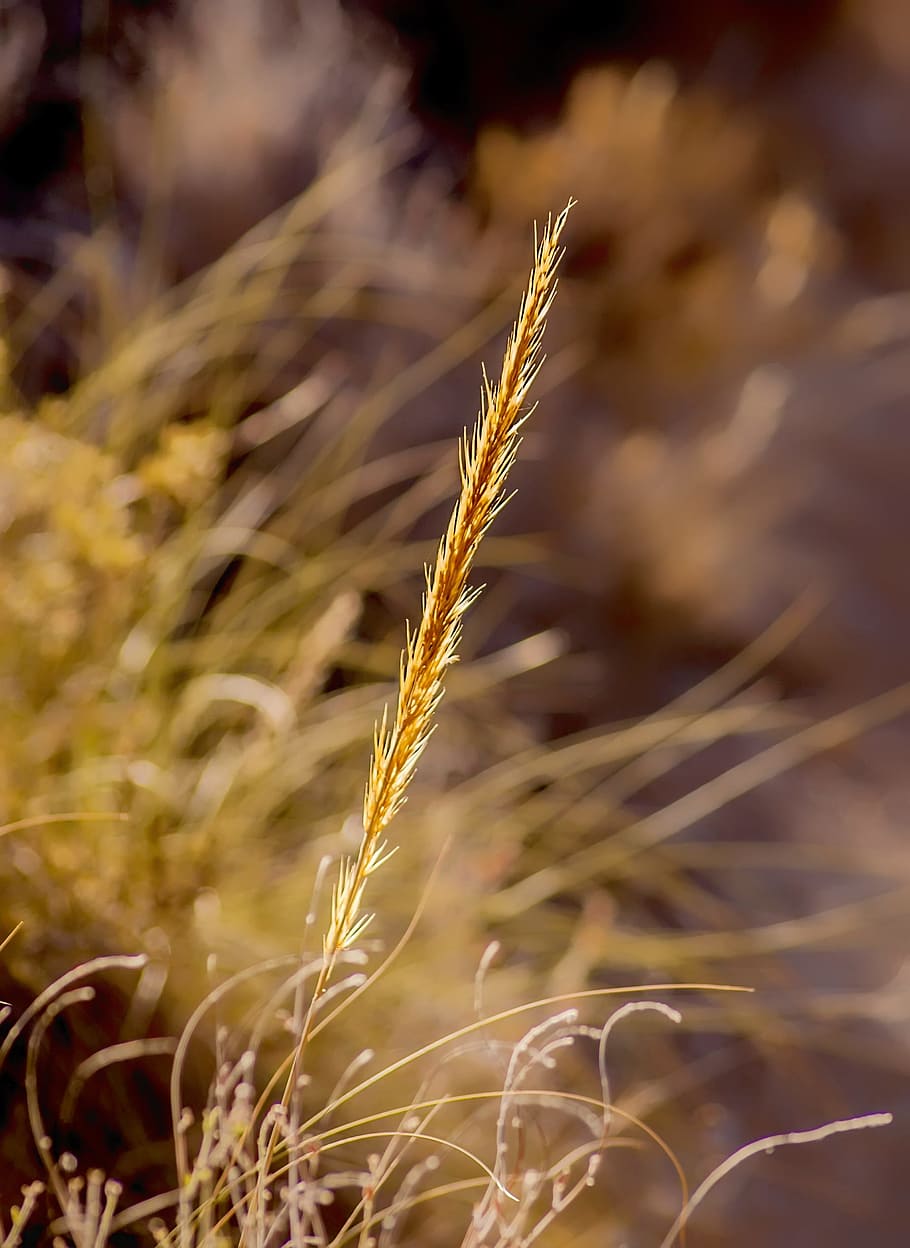 wild esparto., plant, stem, wild, summer, outdoors, sunlight, agriculture, crop, cereal plant