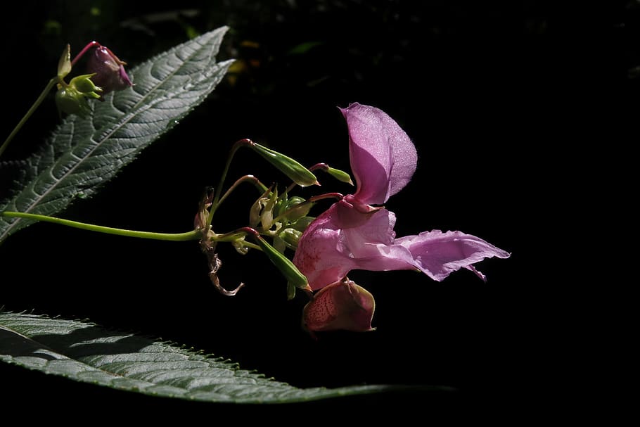 balsam, pink flower, plant, close up, wild flower, nature, balsaminengewaechs, black background, flowering plant, flower