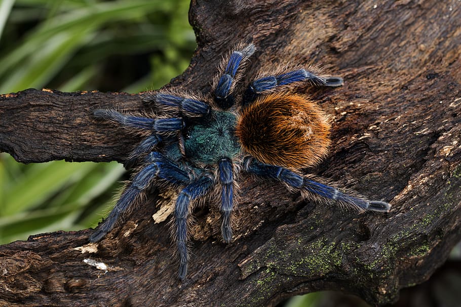 chromatopelma cyaneopubescens, green bottle blue, tarantula, spider, arachnid, exotic, blue, web, pet, poisonous
