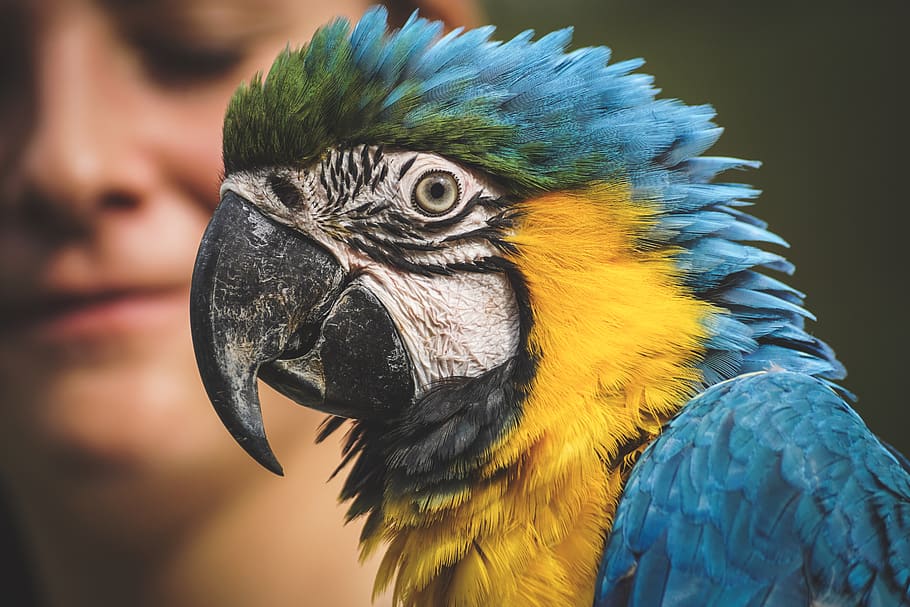 ara, parrot, animal world, yellow macaw, zoo, close up, tropical, exotic, bill, plumage