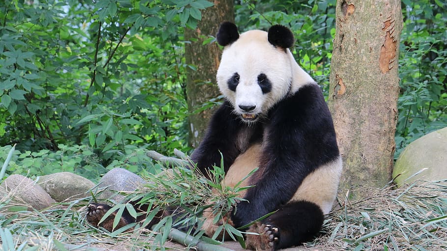 panda, sichuan, china, ya'an, bifengxia, tesoro nacional, lindo, animal, temas de animales, mamíferos