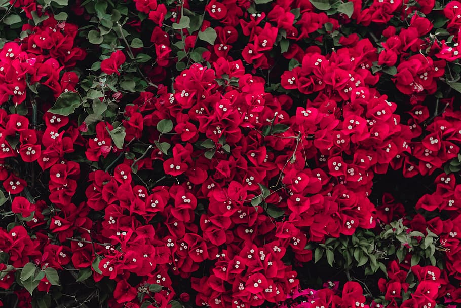 vermelho, flores, árvore de buganvílias, portugal, flora, resumo, plano de fundo, floração, florescendo, floral