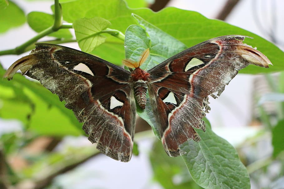 atlas moth, butterfly, motte, spinner, moth, exotic, insect, tropical, record, nature conservation