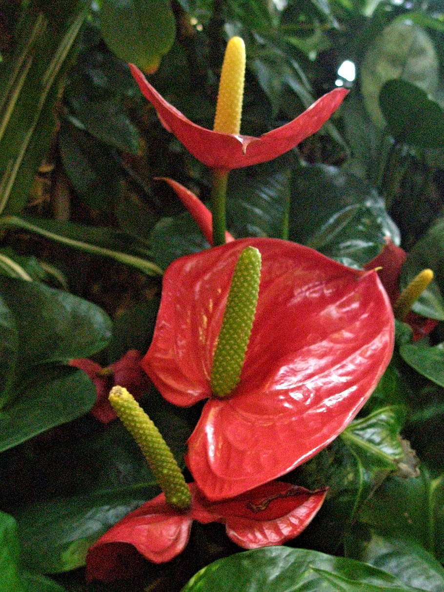 anthurium flowers, bloom, anthurium, red, flower, tropical, flowers, plant, freshness, flowering plant