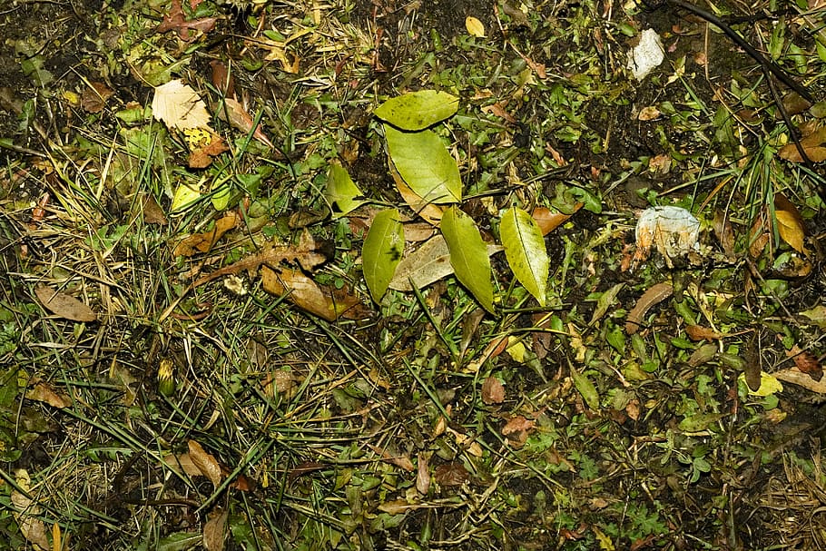 plants, leaves, grass, organic, texture, wet, background, close-up, plant, green color