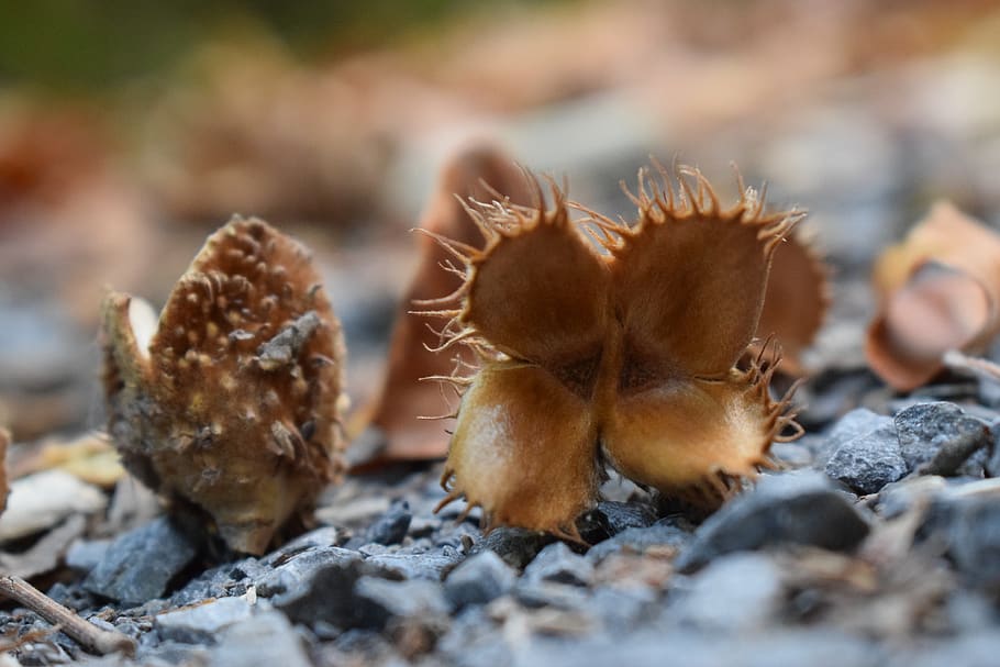 beech nuts, seeds, beech, selective focus, close-up, nature, day, food ...