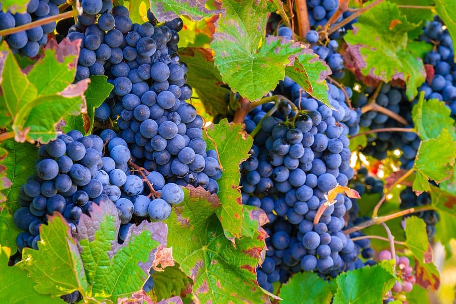 anggur, sulur, matang, makan sehat, makanan dan minuman, makanan, buah, kebun anggur, kesegaran, daun