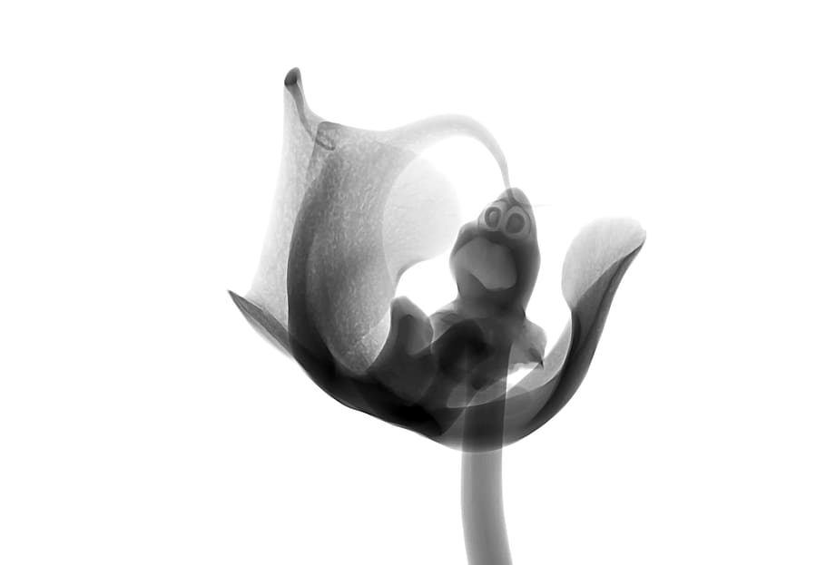 xray, x-ray, radiological, technology, radiology, scan, art, transparent, flower, orchid